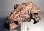 Ankylosaurus Skull