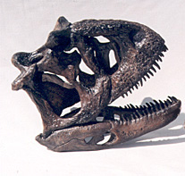 Ceratosaurus