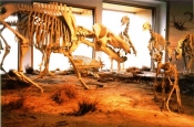 Fossil Mammal Diorama