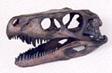 Herrerasaurus Skull
