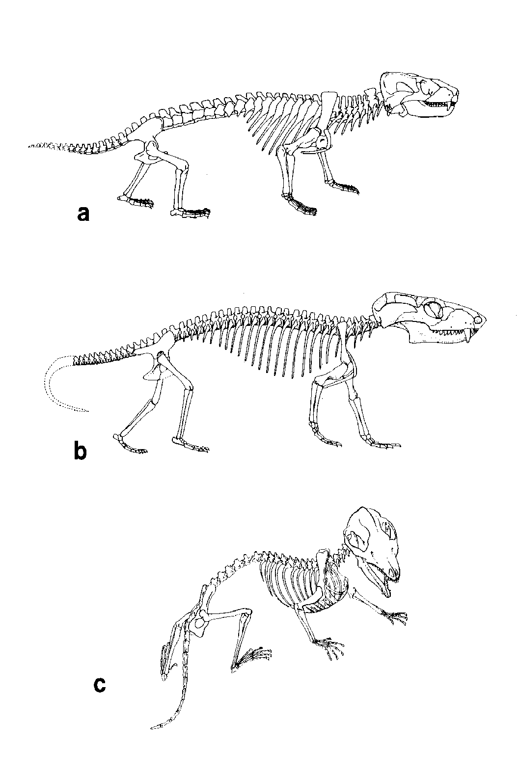 Fossils Evolution