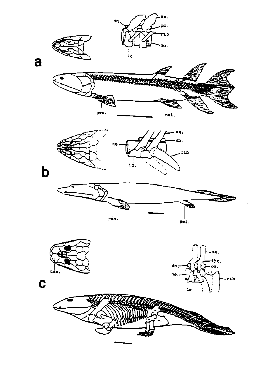 Amphibian Brain