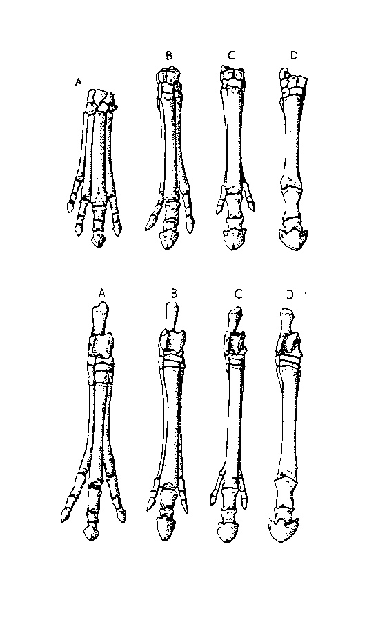 Horse Teeth Evolution