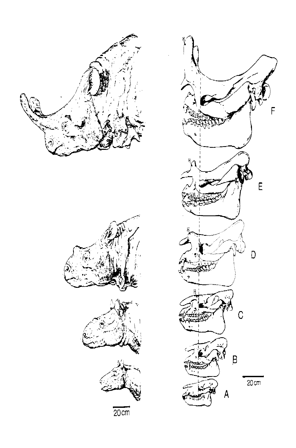 Fossil Evidence Evolution