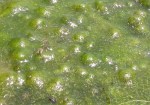 Algae-oxygen-bubbles