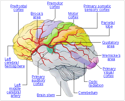 The Brain