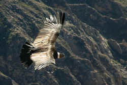 Condor