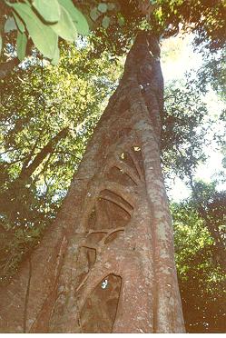 Australian strangler fig