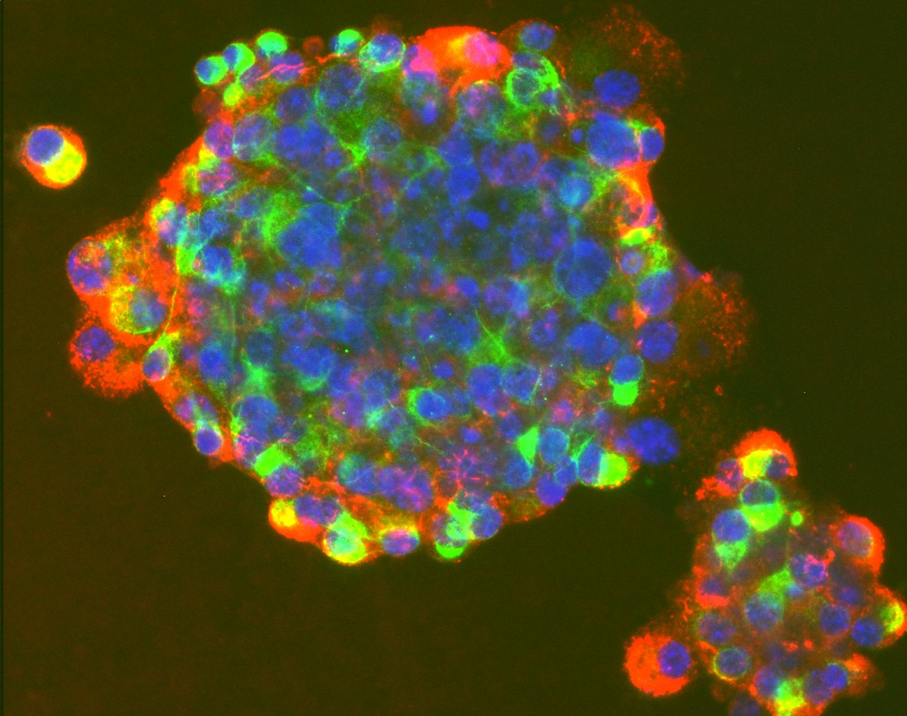 Stem Cell 1