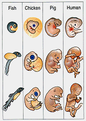 New-embryo-figure.gif